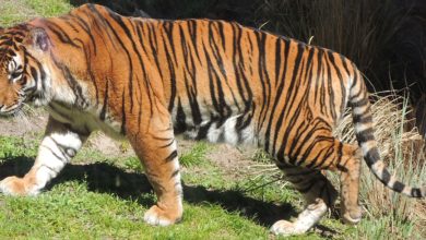 DAK Panthera tigris 02a cropped