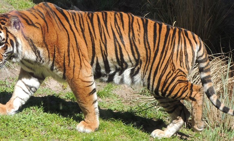 DAK Panthera tigris 02a cropped