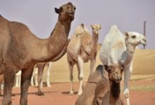 camels 730x438 1