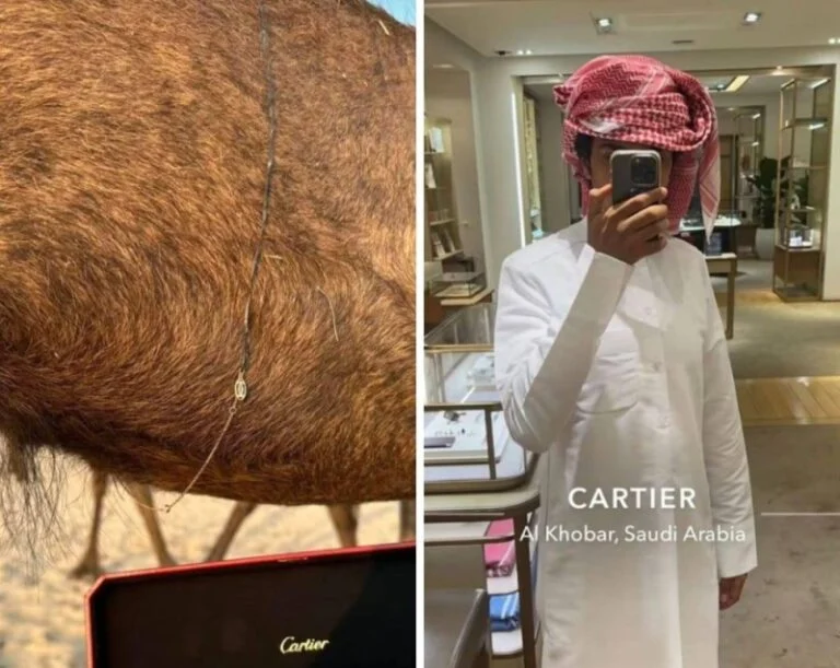 بالصور: شاب بالخبر يشتري لناقته عقد ثمين من متجر شهير download 4 18 768x611 1