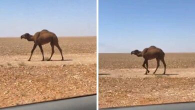 تنزيل 4 2 - شاهد : أغرب جمل بـ "رقبة قصيرة" يثير تفاعلا
