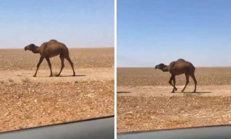 شاهد : أغرب جمل بـ "رقبة قصيرة" يثير تفاعلا تنزيل 4 2 - شاهد : أغرب جمل بـ "رقبة قصيرة" يثير تفاعلا
