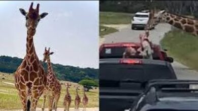 hungry giraffe lifts toddler out - زرافة تدخل رأسها في سيارة وتلتقط طفلة.. فيديو أشعل التواصل