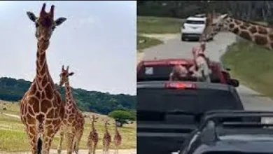 hungry giraffe lifts toddler out