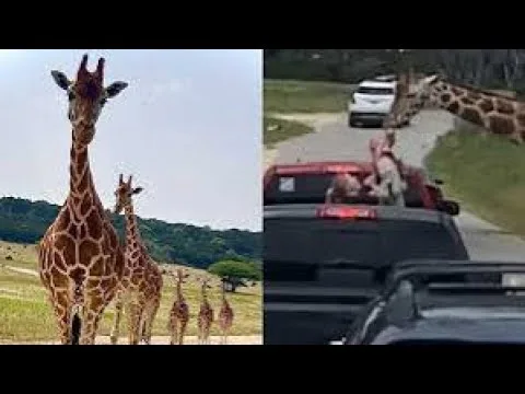 hungry giraffe lifts toddler out jpg