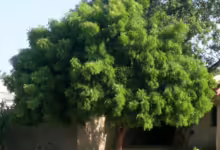شجرة النيم