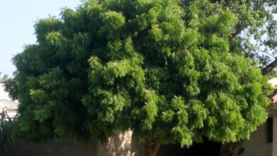 شجرة النيم - عيد الشجرة في سنار: غرس رمزي وخطة لتشجير المدارس والمرافق العامة