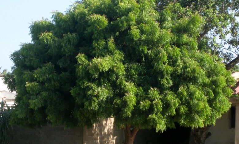 عيد الشجرة في سنار: غرس رمزي وخطة لتشجير المدارس والمرافق العامة شجرة النيم - عيد الشجرة في سنار: غرس رمزي وخطة لتشجير المدارس والمرافق العامة