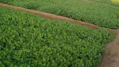 FB IMG 1720950193412