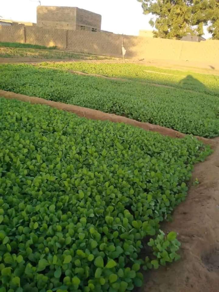 بالصور : شاهد مجموعة من أبناء امبدة يستفيدون من فترة النزوح في مشروع زراعي ناجح في المتمة FB IMG 1720950193412