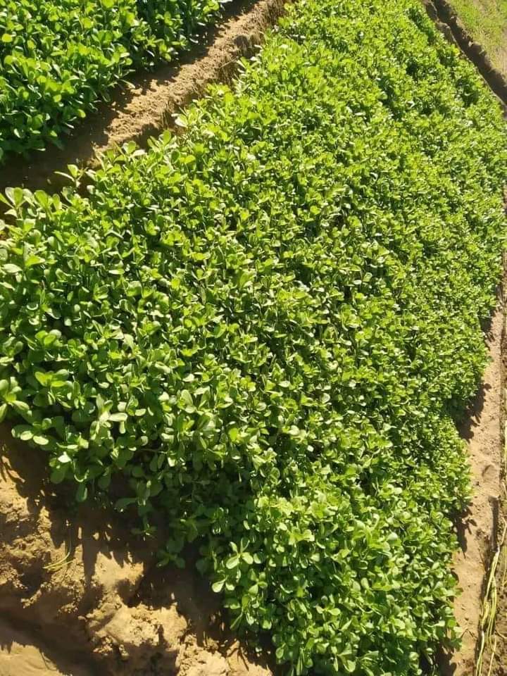 بالصور : شاهد مجموعة من أبناء امبدة يستفيدون من فترة النزوح في مشروع زراعي ناجح في المتمة FB IMG 1720950206496