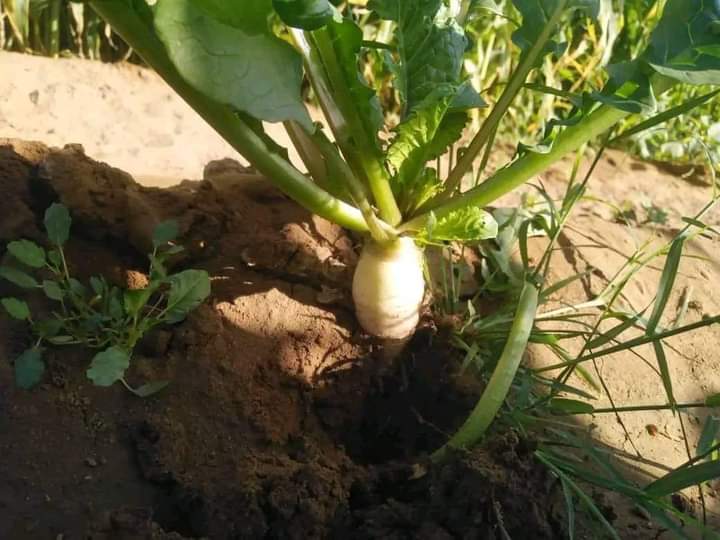 FB IMG 1720950224174