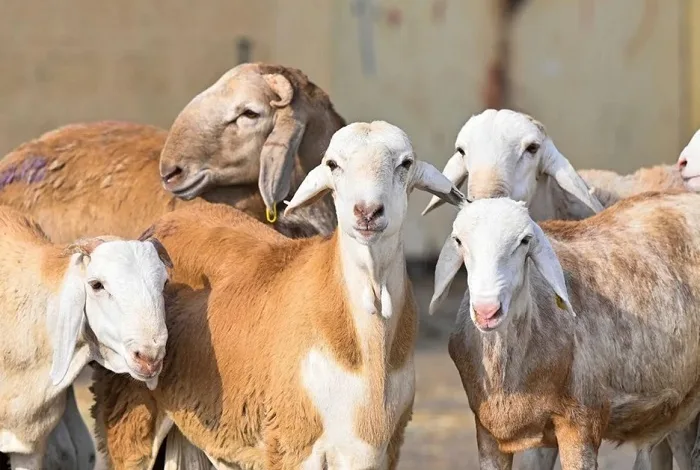 السعودية: لا نفوق جماعياً للمواشي في أبو عريش - سودافاكس