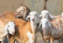 خروف مواشي