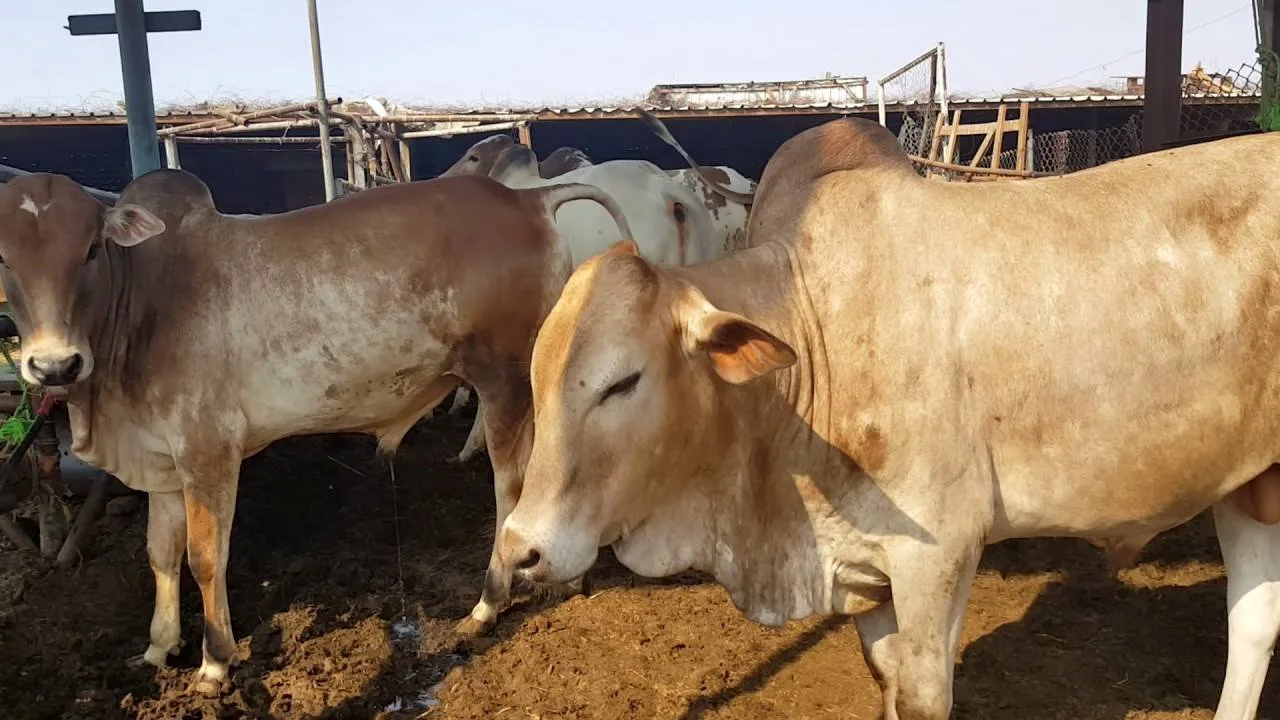 بقر عجول سودانية