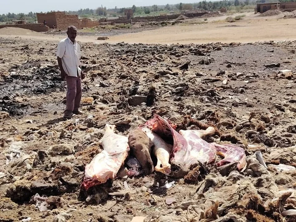 العثور على ناقة ميتة كانت في طريقها للبيع بسوق دنقلا ناقة ميتة