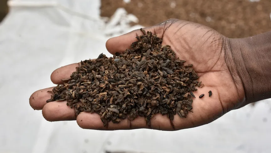 تربية ذباب الجندي الأسود .. طبيب يترك مهنته من أجلها زبابة الجندي الأسود