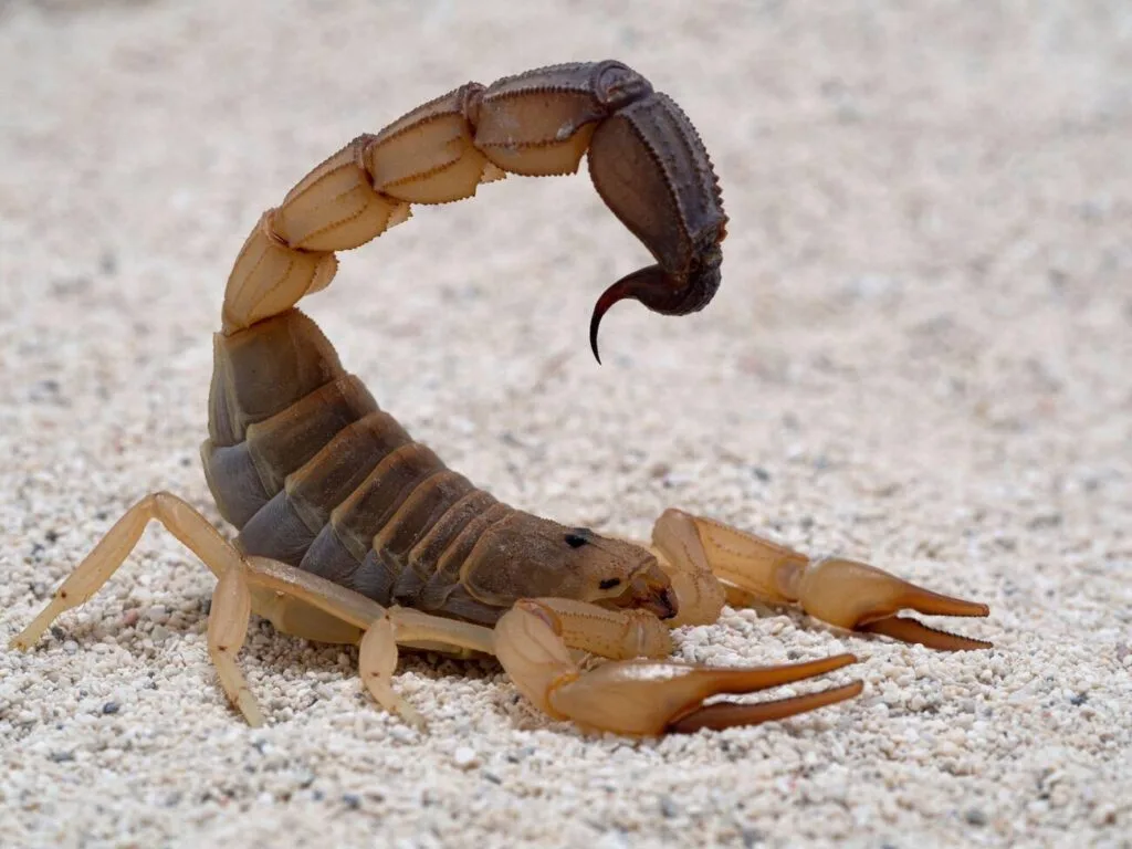 علماء يستخدمون سم العقرب لمحاربة السرطان عقرب