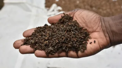 زبابة الجندي الأسود