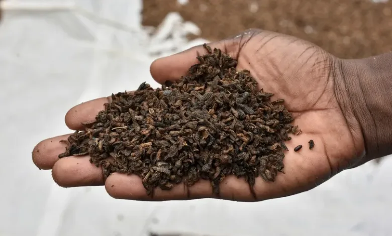 تربية ذباب الجندي الأسود .. طبيب يترك مهنته من أجلها زبابة الجندي الأسود