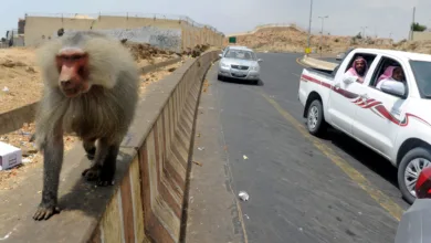 قرود البابون