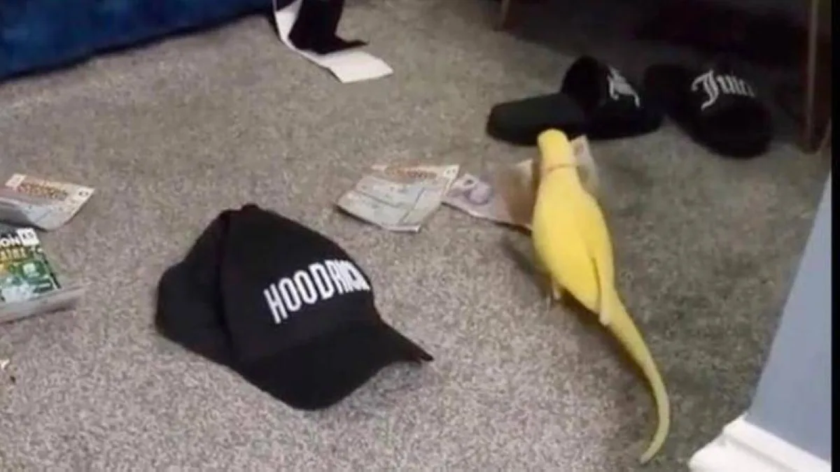 ببغاء يفضح عصابة مخدرات كبرى ببغاء