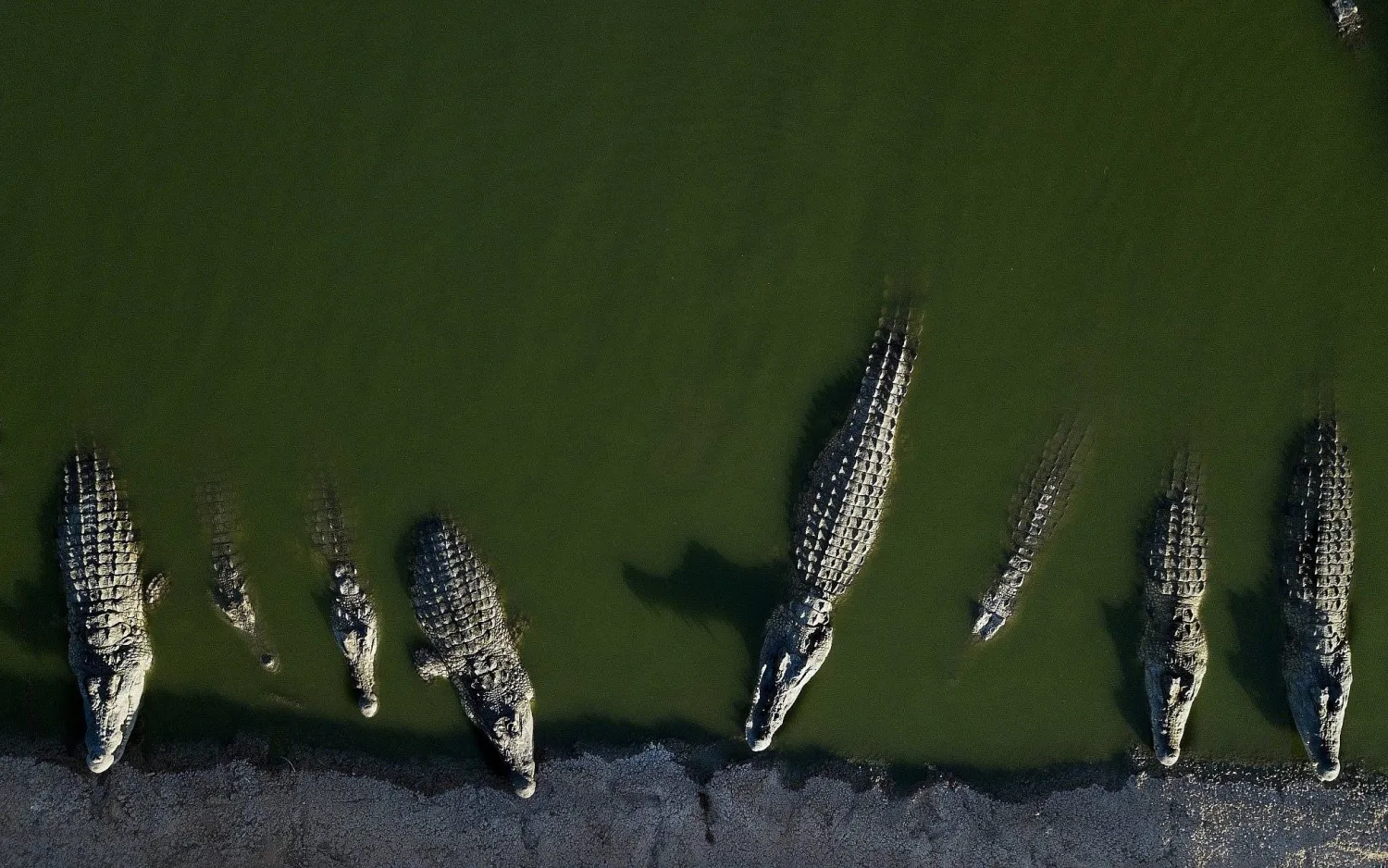 إسرائيل تعدم تماسيح النيل تماسيح النيل