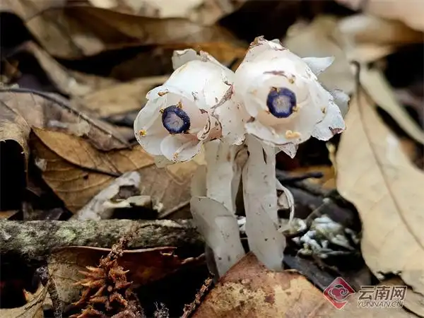 اكتشاف " عشبة إحياء الموتى " في غابات الصين عشبة إحياء الموتى