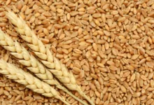 ابتكار أصناف من القمح تنتج السماد بنفسها