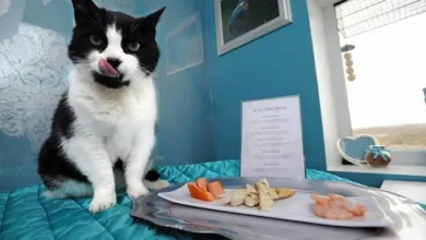 فنادق الحيوانات في السعودية .. رفاهية من نوع آخر! images 37