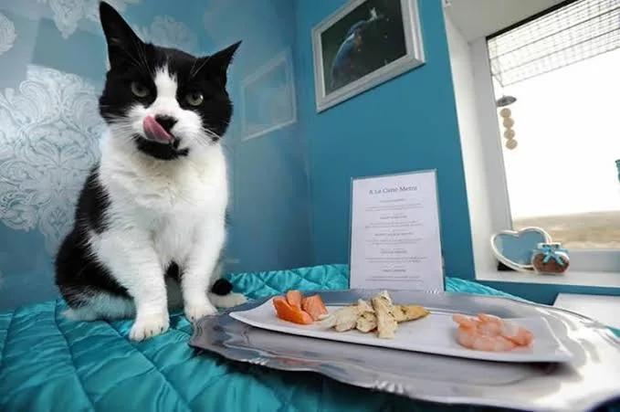 فنادق الحيوانات في السعودية .. رفاهية من نوع آخر! images 37