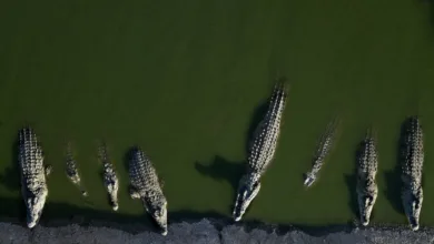 تماسيح النيل