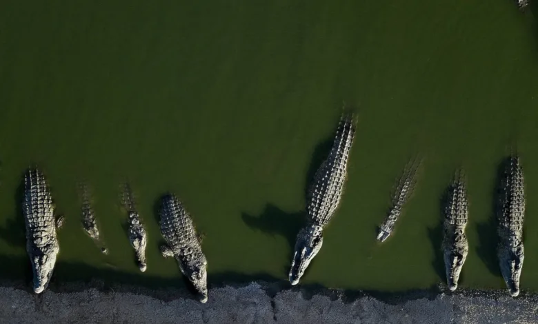 إسرائيل تعدم تماسيح النيل تماسيح النيل