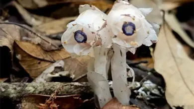 عشبة إحياء الموتى