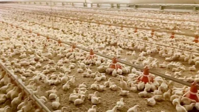 الكيلو بجنيه