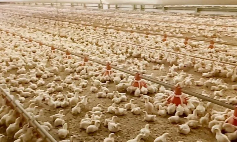 الكيلو بجنيه "1" : بيع دواجن يستنفر السلطات المصرية بالجيزة الكيلو بجنيه