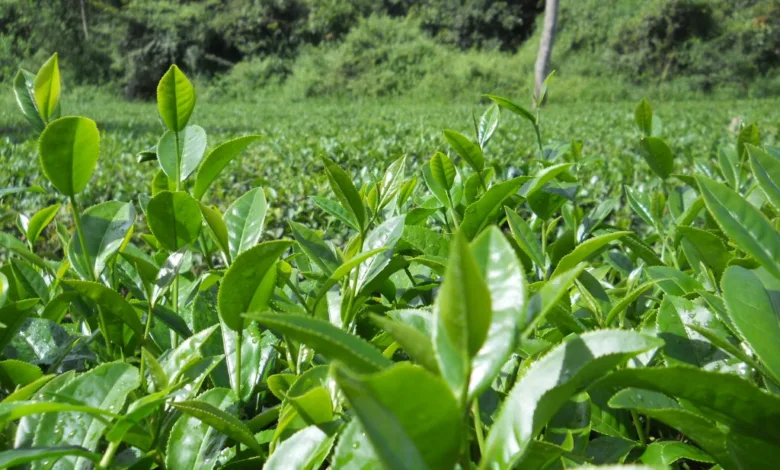 مواطن سوداني يحقق إنجازاً بزراعة الشاي في ولاية نهر النيل شاي