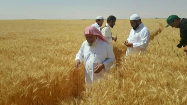 الشيخ الراجحي يتفقد مشروع القمح في الولاية السودان