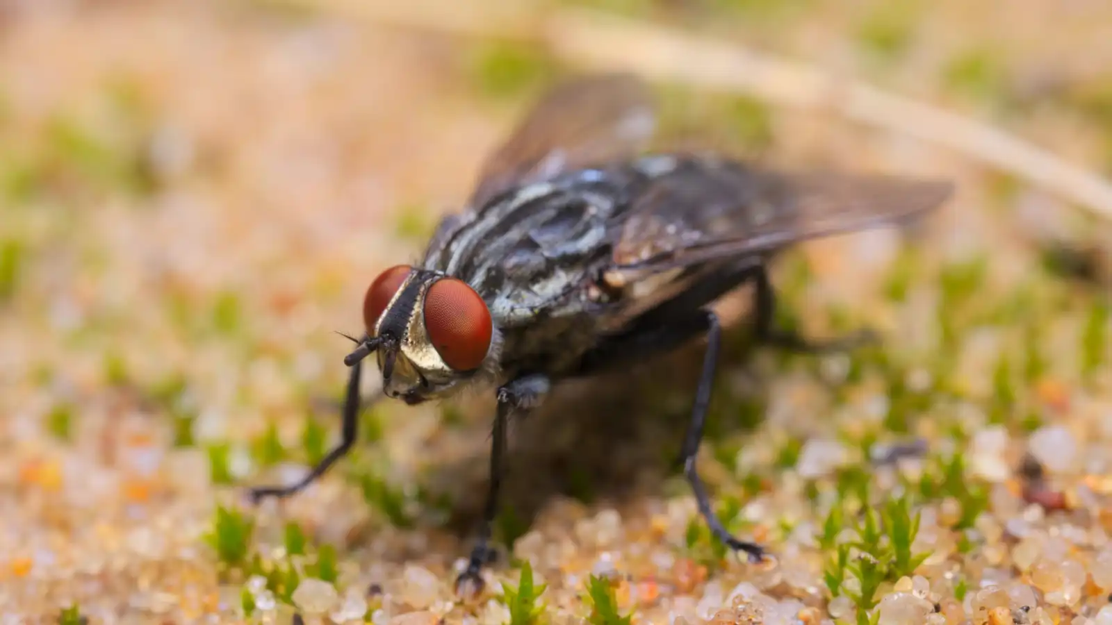 ذبابة الرمال السوداء