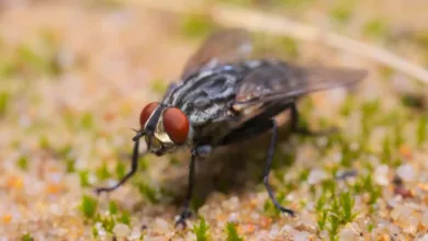 ذبابة الرمال السوداء