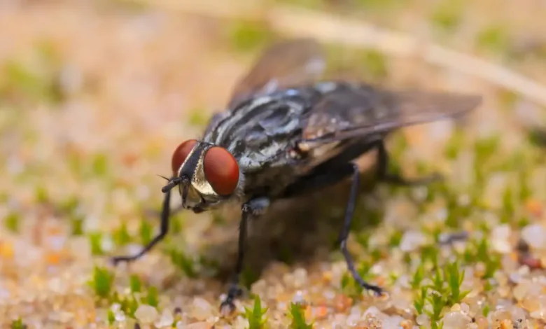 ذبابة الرمال السوداء