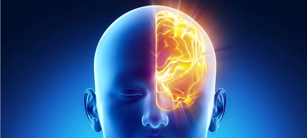 الدماغ
