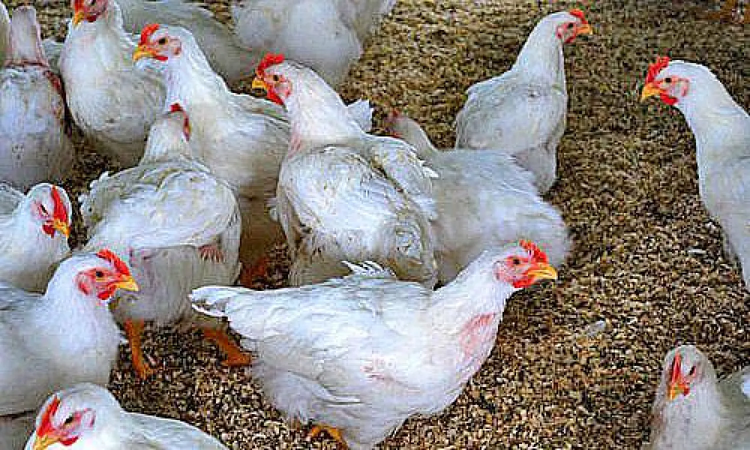 السعودية تحظر استيراد البيض و الدواجن بسبب انفلونزا الطيور دو