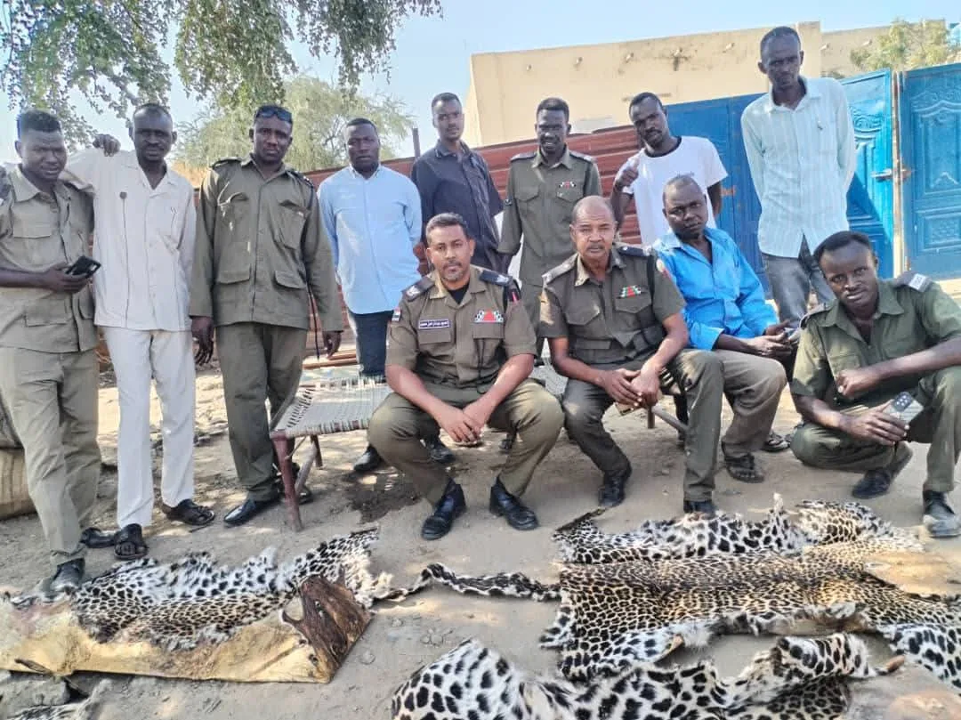 إحباط تهريب 29 جلد نمر في شرق السودان FB IMG 1763235097491