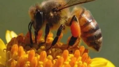 IMG ٢٠٢٥١١٢٤ ٢٠٤٤٣٣