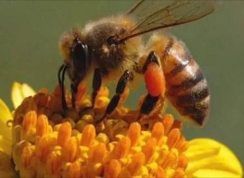 IMG ٢٠٢٥١١٢٤ ٢٠٤٤٣٣