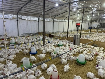 ضبط استراحة غير نظامية لإنتاج الدواجن في الخرج downloadfile3