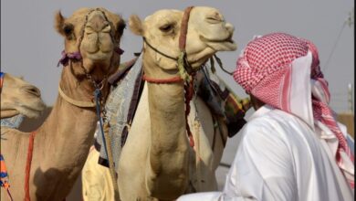 إبل سعودية - ابتكار سعودي يقلل تكاليف تتبّع الإبل ويعزّز الاقتصاد الحيواني