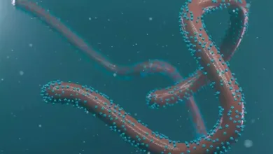 فيروس ماربورغ