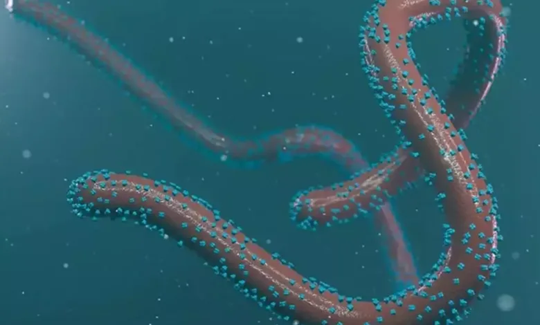 ليس له علاج .. ماهو فيروس ماربورغ الذي انتشر في اثيوبيا ؟ فيروس ماربورغ